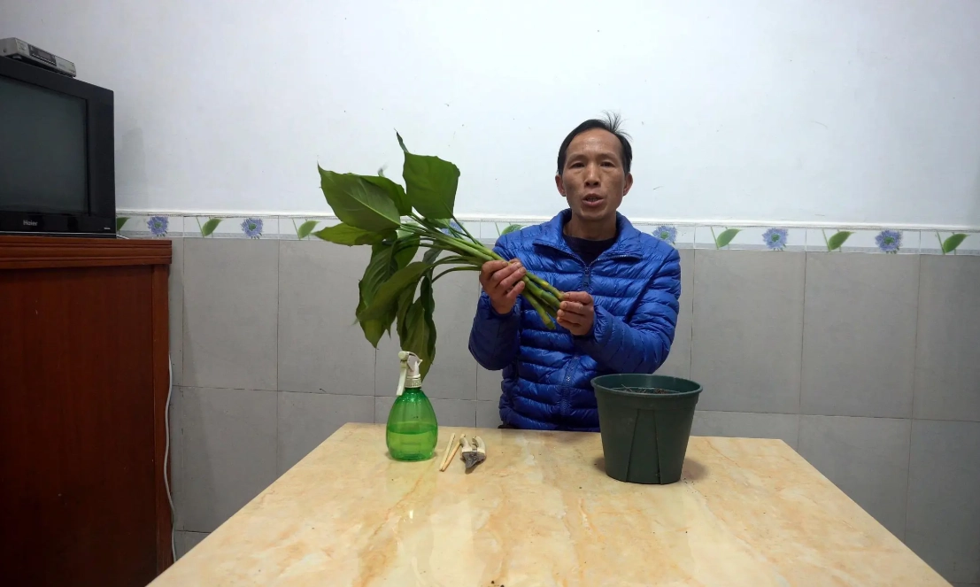 萬年青水培