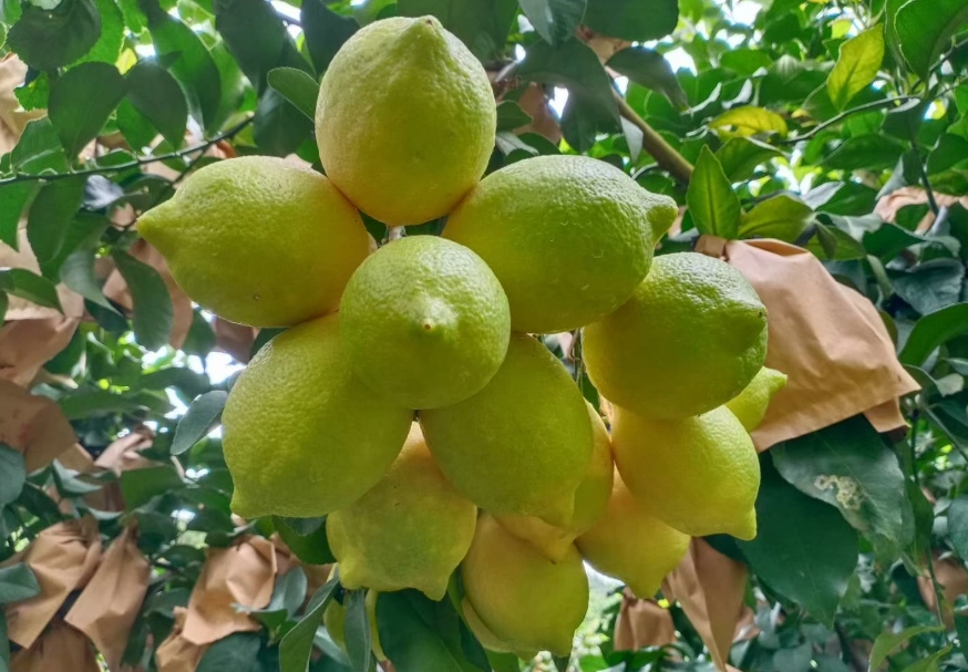 盆栽檸檬