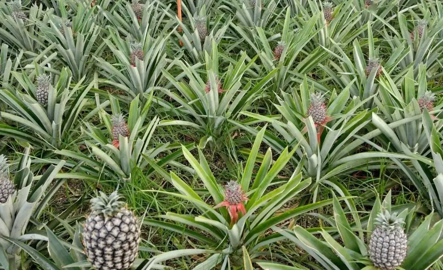 觀賞鳳梨種植