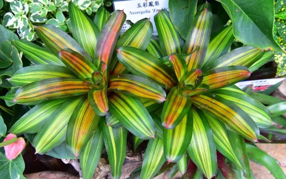 觀賞鳳梨種植