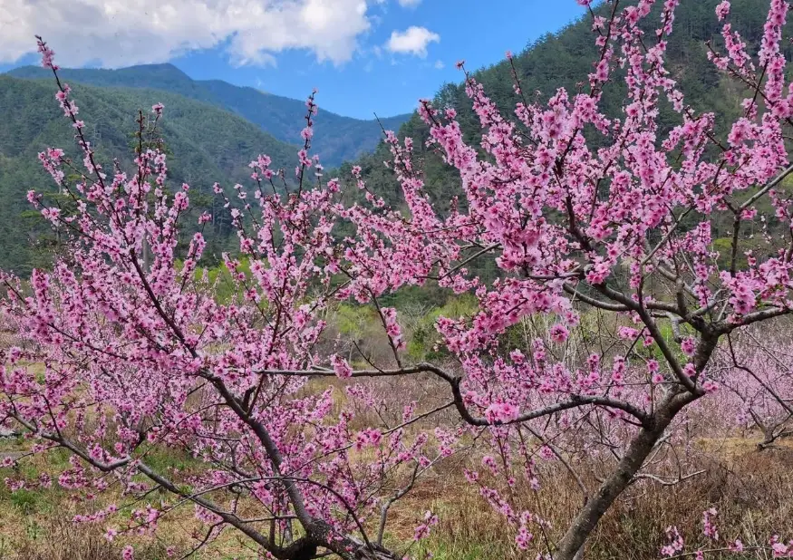 桃花花期