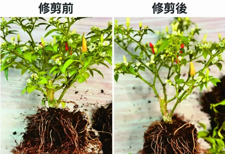 辣椒摘心時機