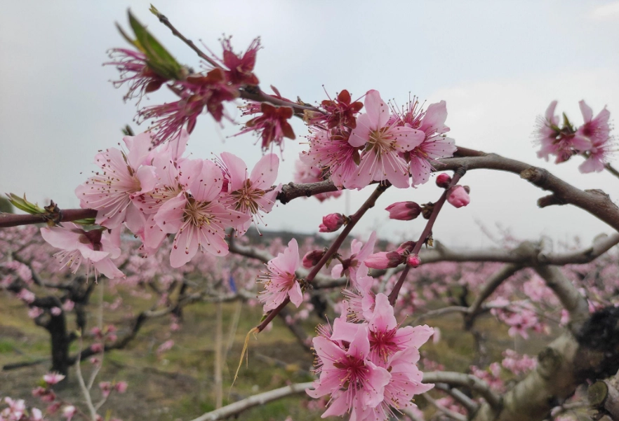 桃花花期