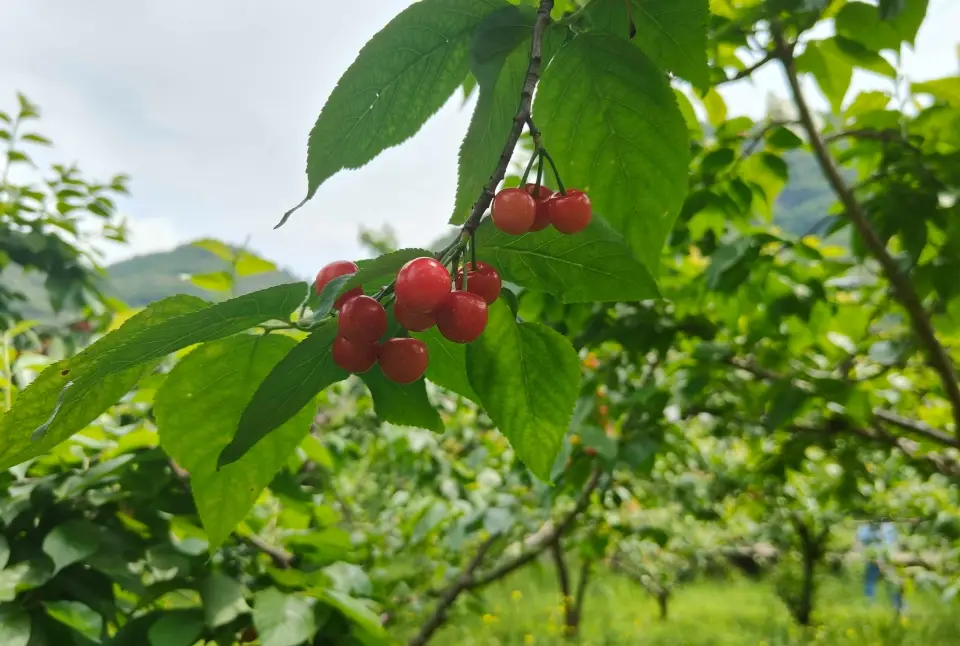 櫻桃嫁接