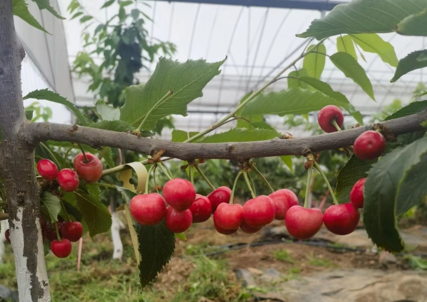 櫻桃品種