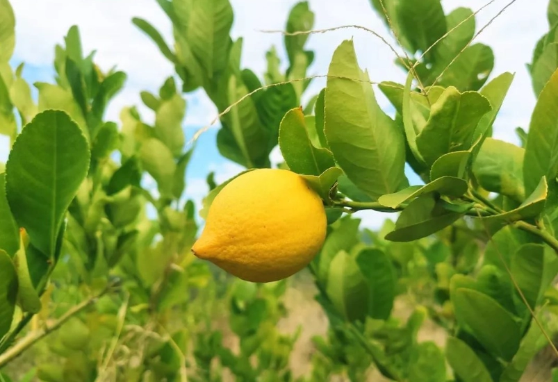 盆栽檸檬