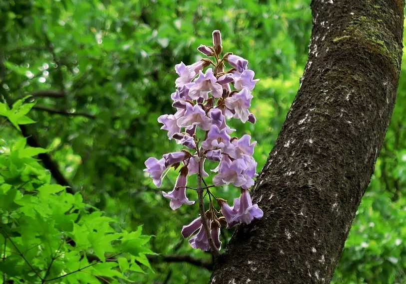 油桐花