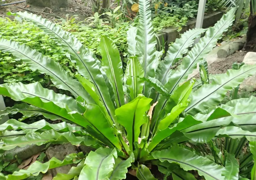 山蘇種植方法 山蘇種植方法