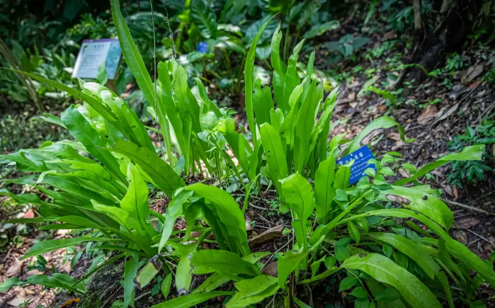 毛氈苔澆水