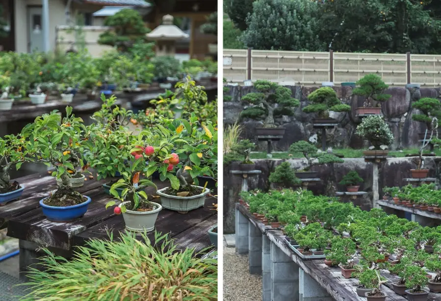 山蘇種植方法 山蘇種植方法