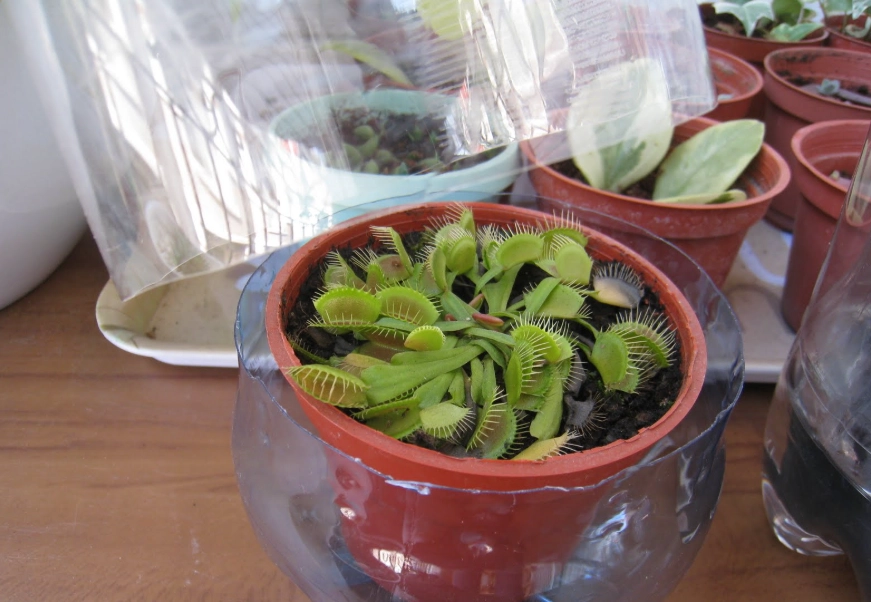 毛氈苔澆水