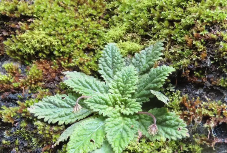 毛氈苔介質