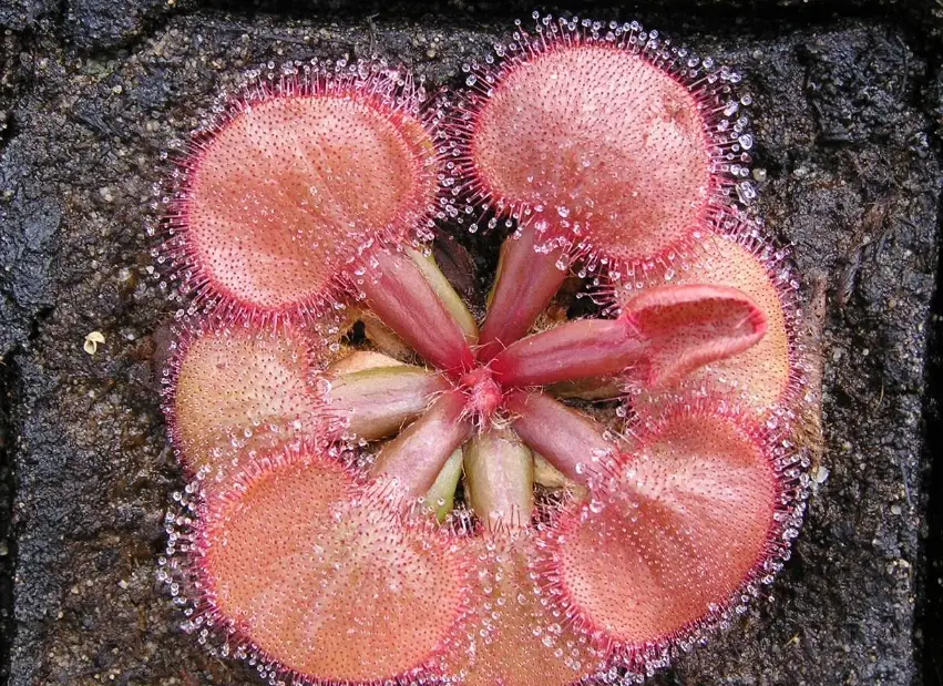 毛氈苔介質