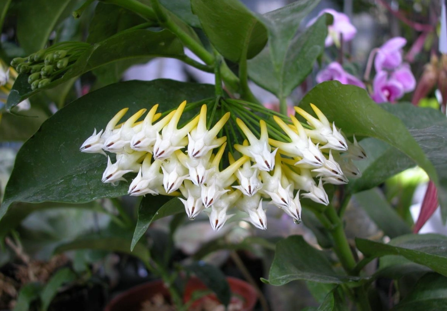 毬蘭不開花