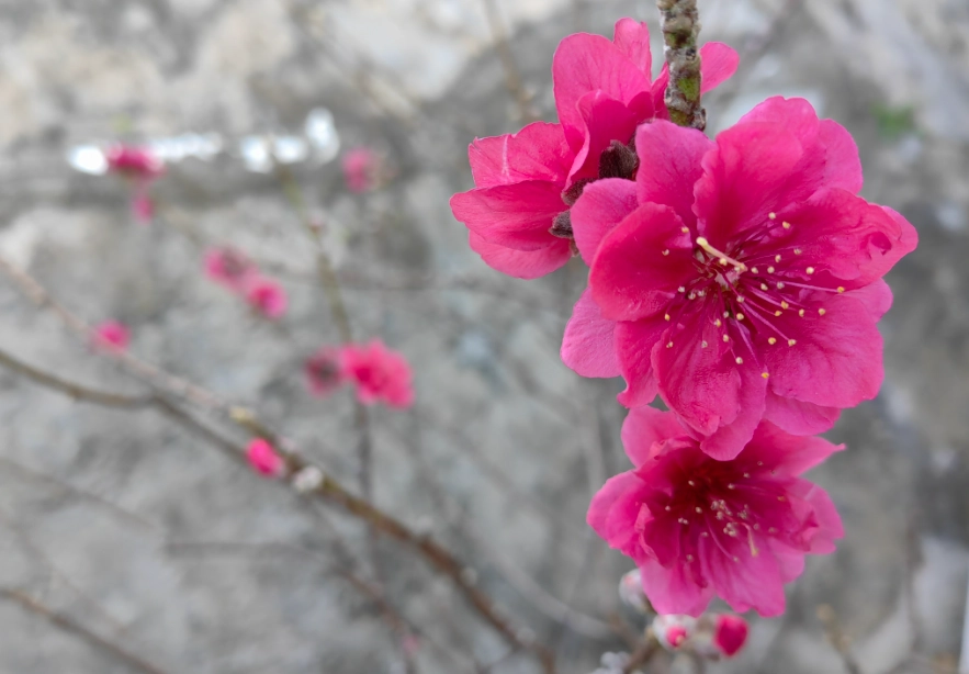 桃花花期