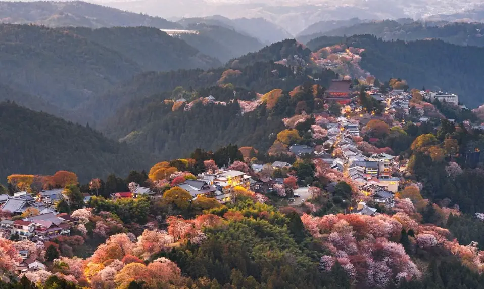 阿里山櫻花