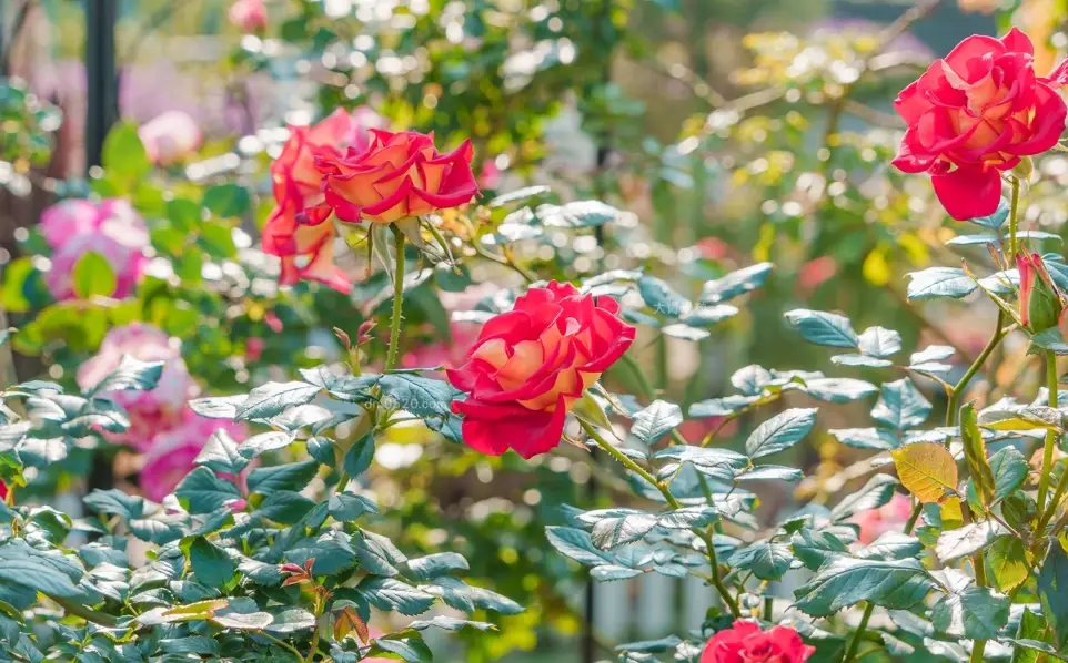 玫瑰花期 玫瑰花期