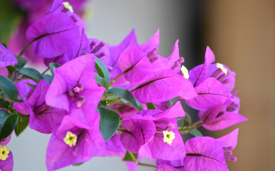 九重葛不開花