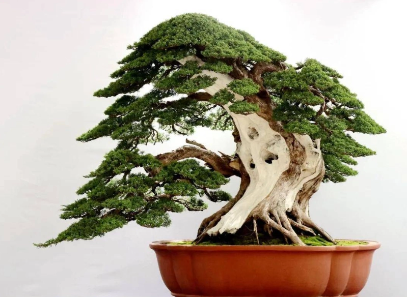 山蘇種植方法 山蘇種植方法