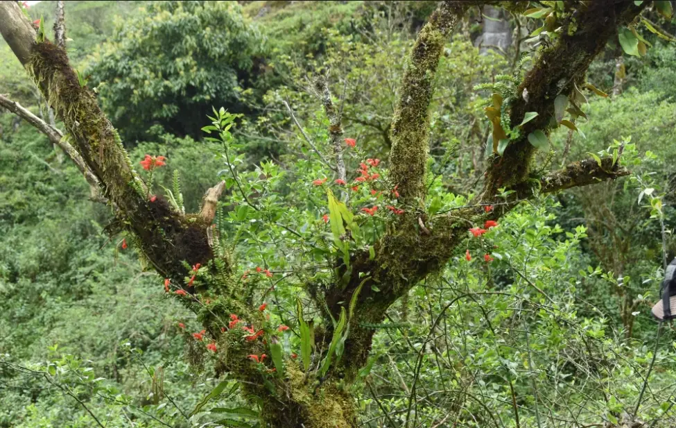 毛氈苔澆水