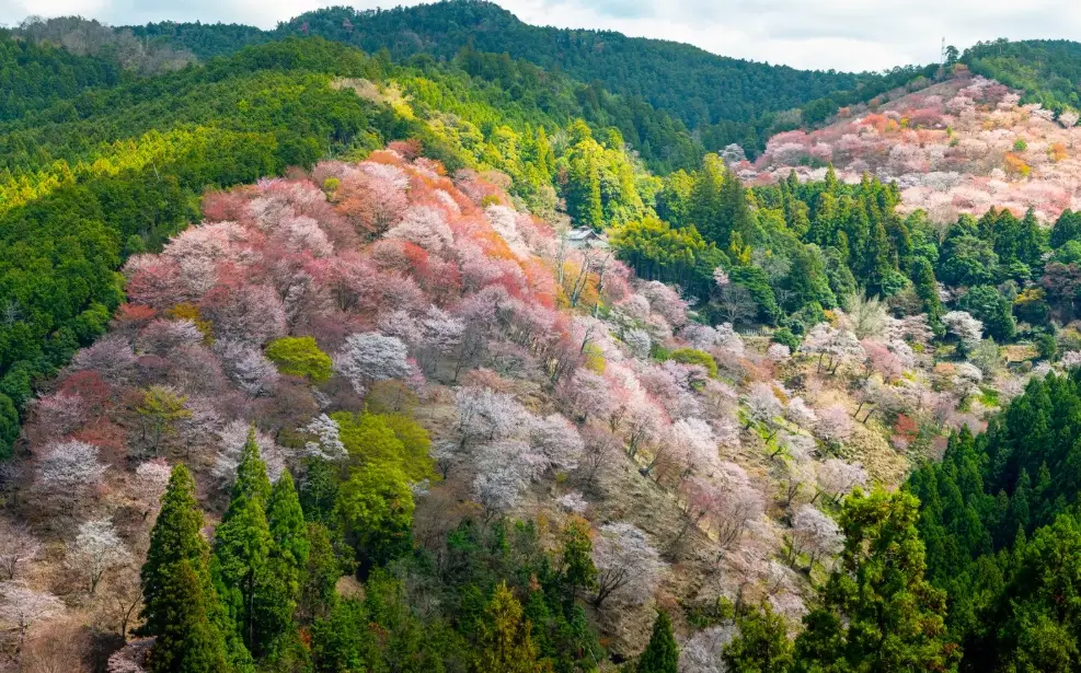 阿里山櫻花