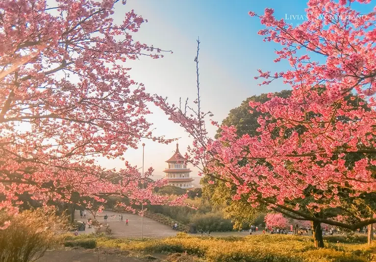 台灣賞櫻景點