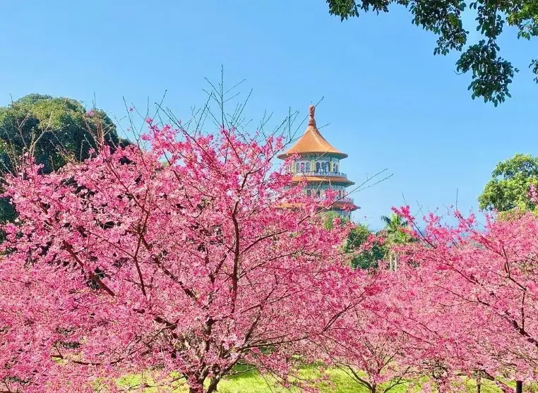 台灣賞櫻景點