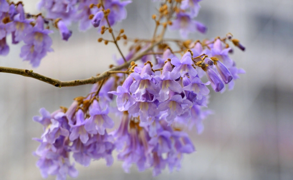 油桐花