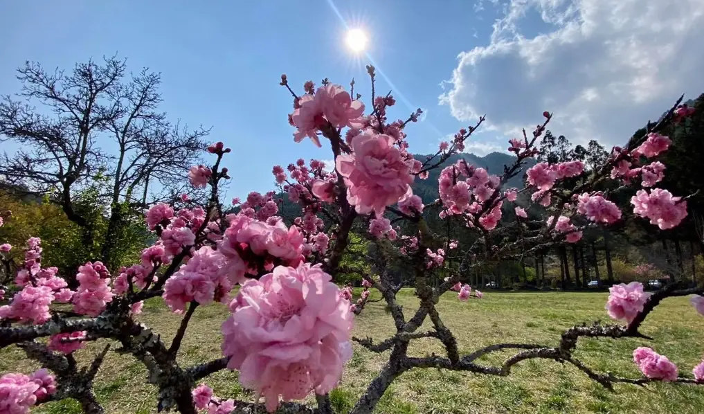 桃花花期
