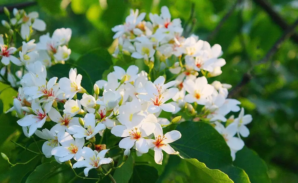 油桐花