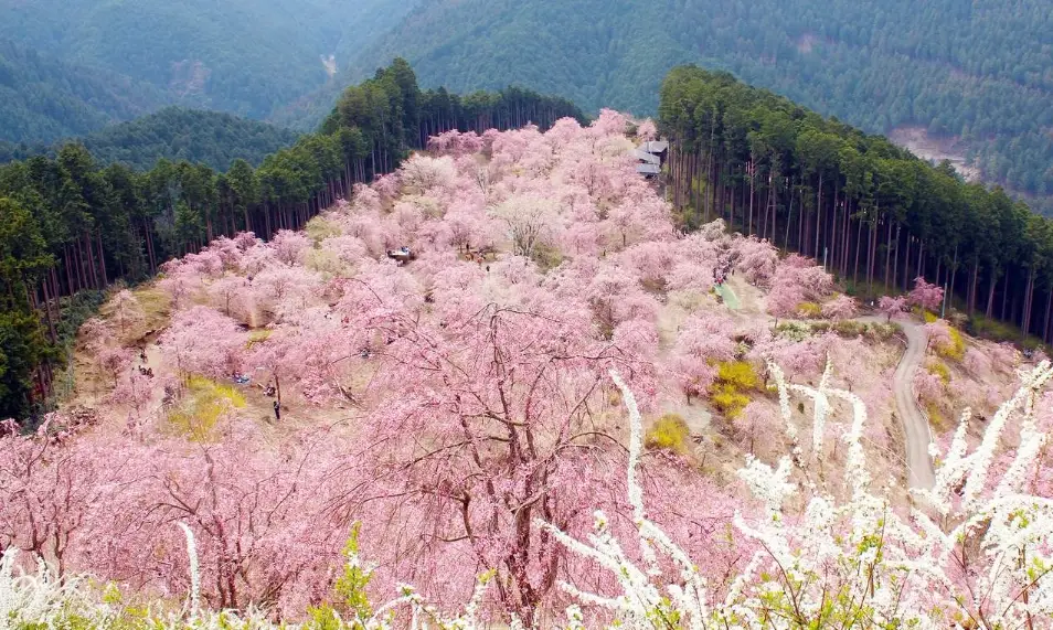 阿里山櫻花