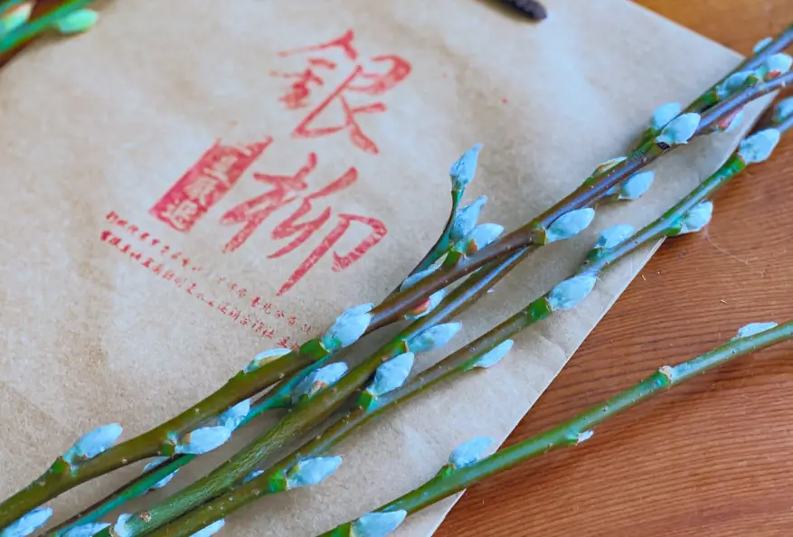 銀柳照顧