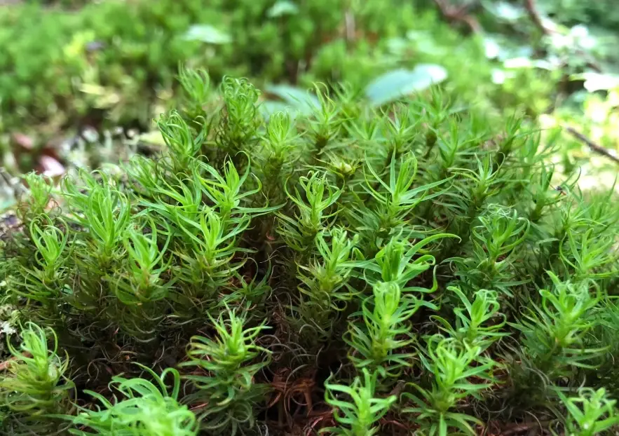 毛氈苔介質