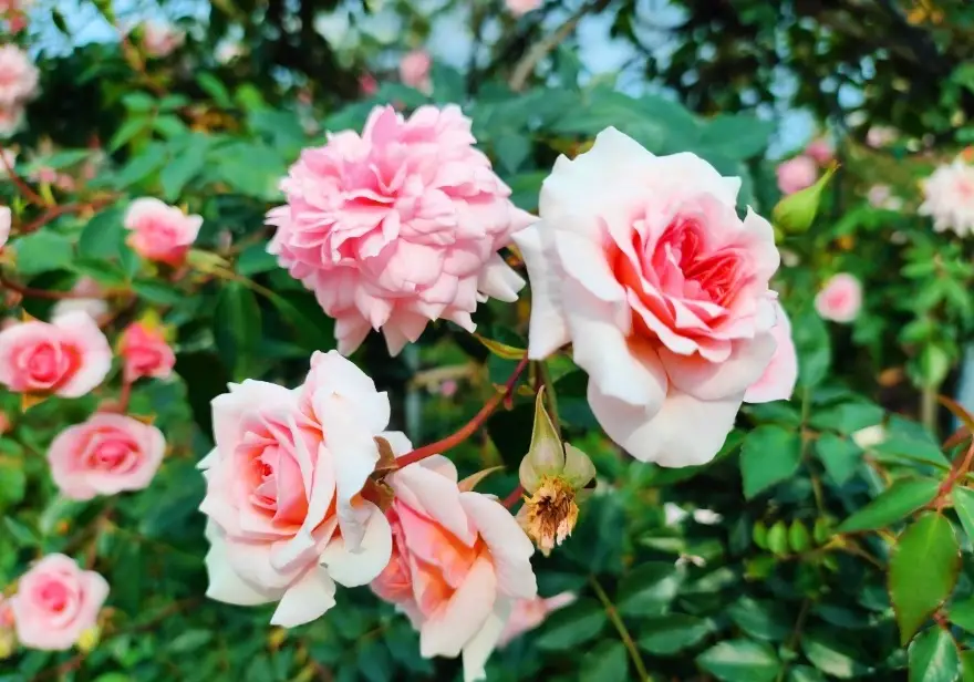 玫瑰花期 玫瑰花期