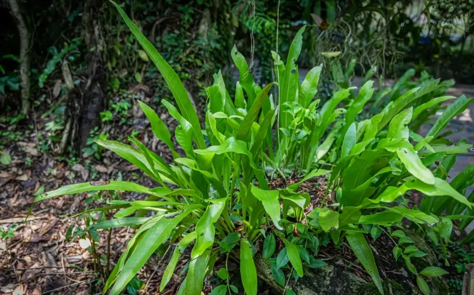 毛氈苔介質