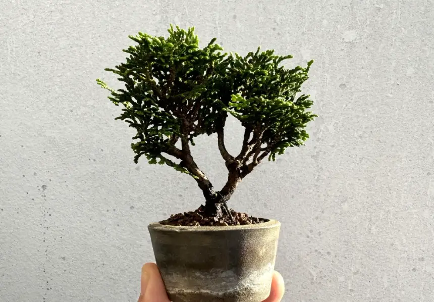 山蘇種植方法 山蘇種植方法