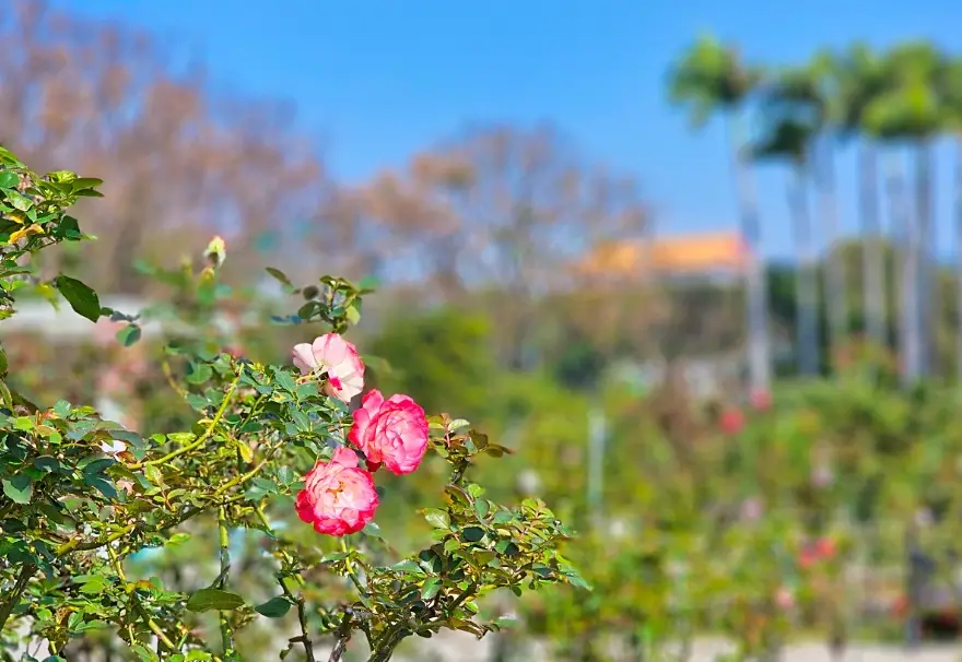 玫瑰花期 玫瑰花期