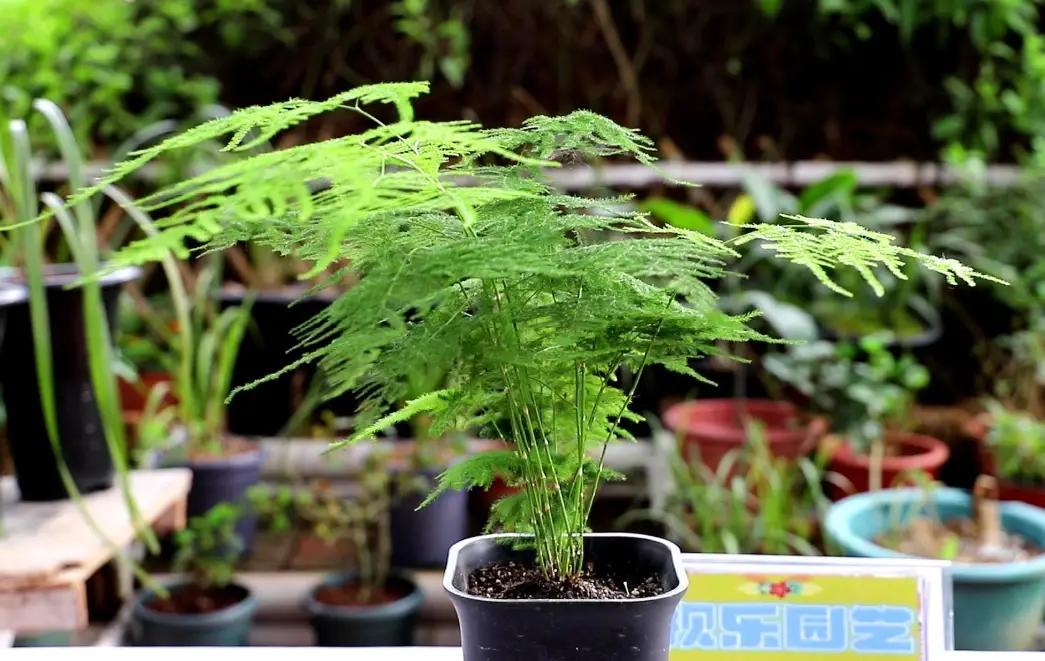 文竹葉子發黃
