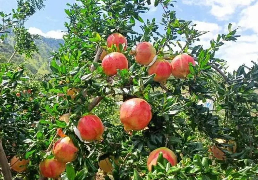 石榴修剪 石榴修剪