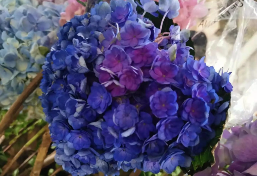 繡球花修剪