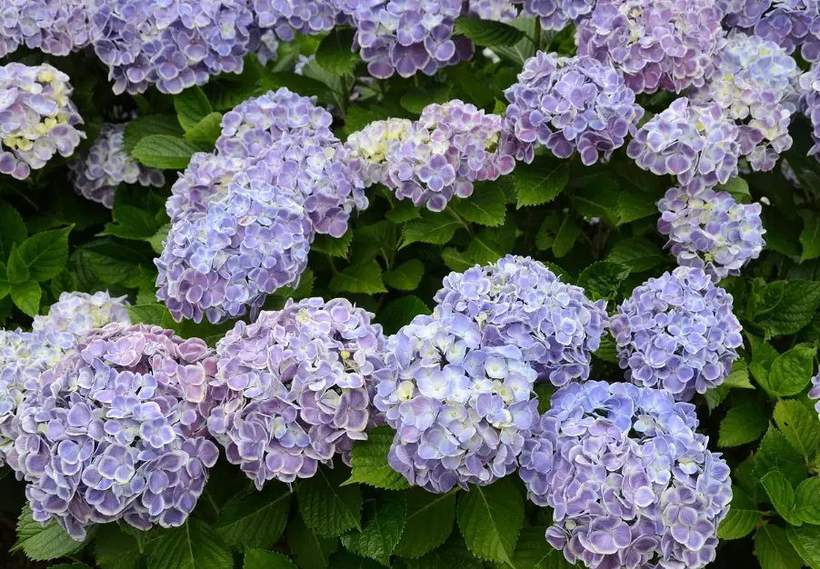 繡球花越夏