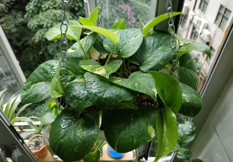 黃金葛水培招財