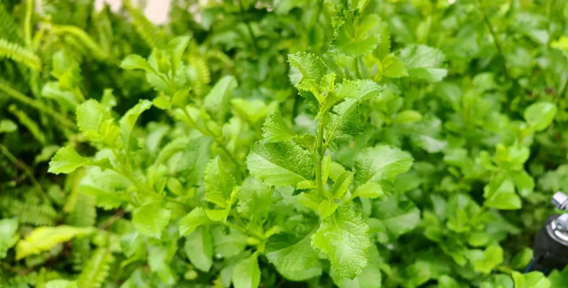 左手香茶功效 左手香茶功效