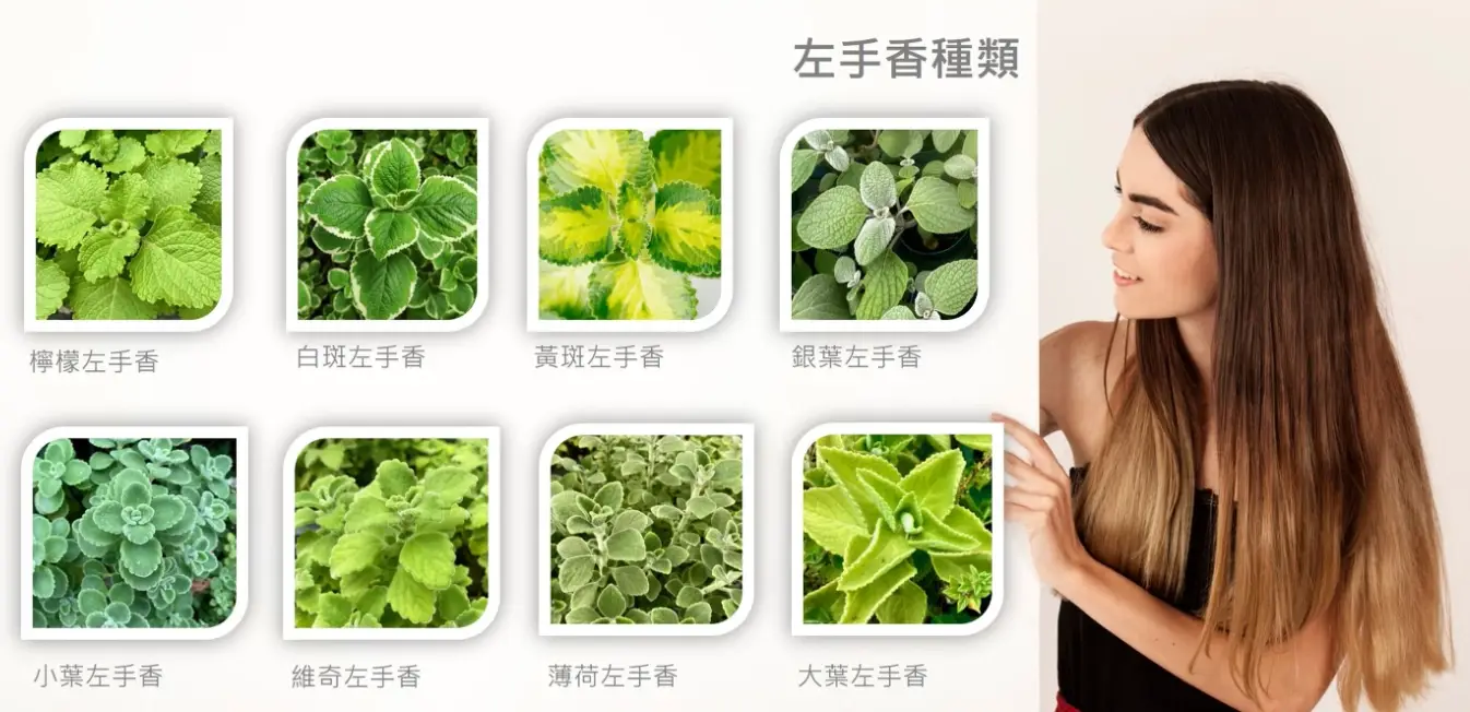 左手香禁忌 左手香禁忌