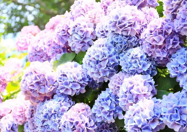 繡球花修剪