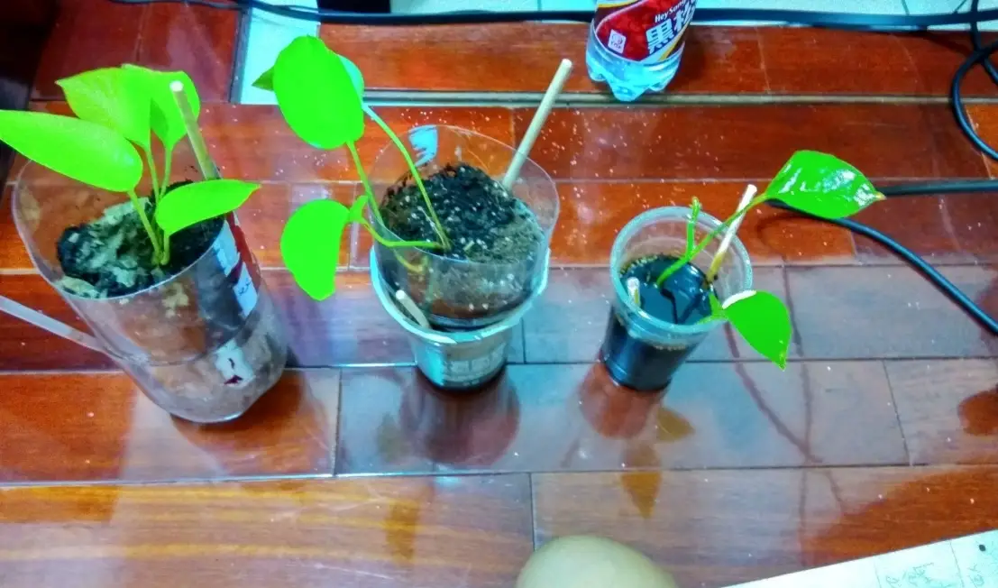 黃金葛擺放位置