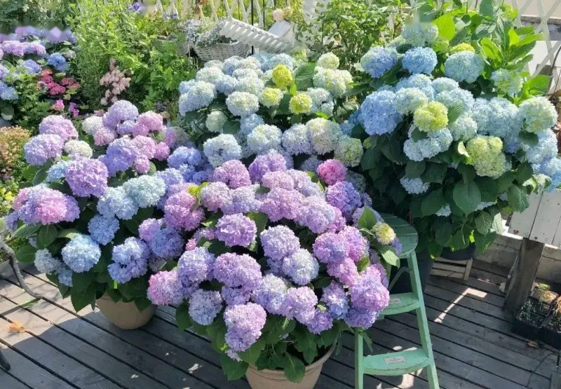 繡球花越夏