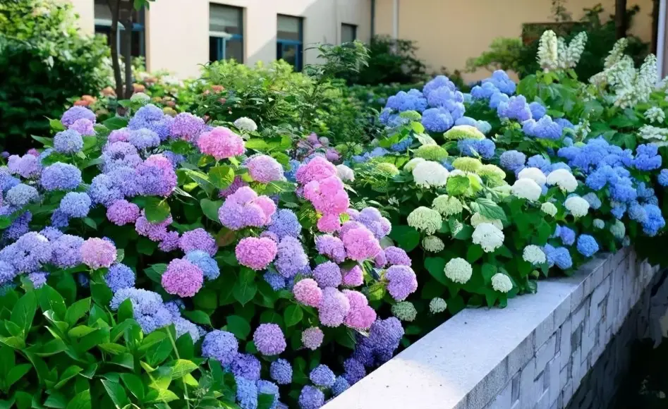 繡球花修剪