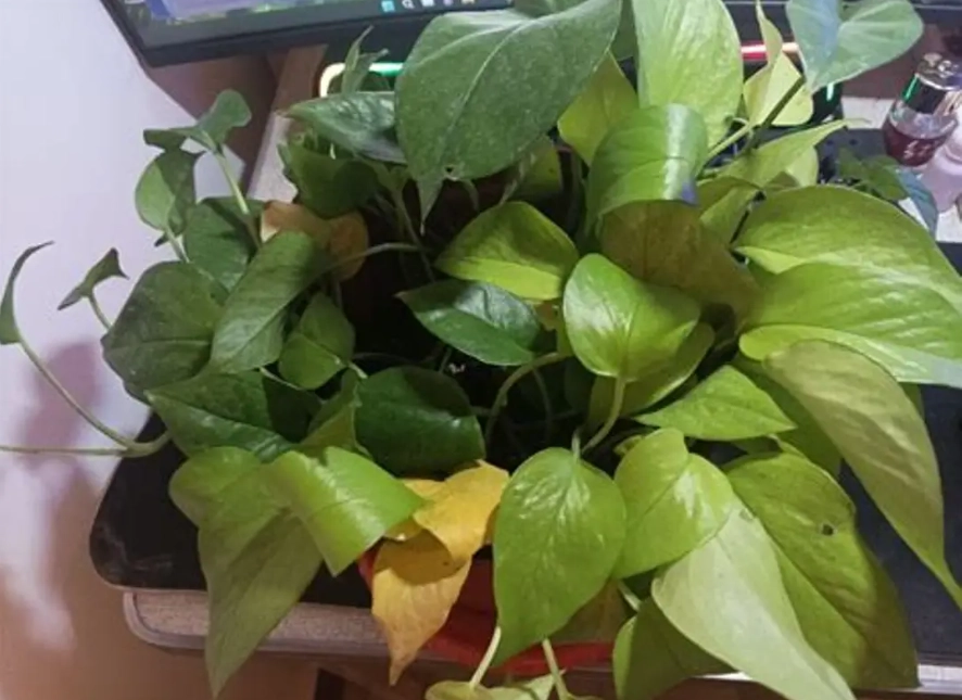 黃金葛招陰