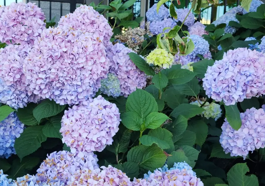 繡球花越夏